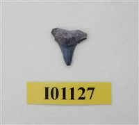 藏品(魚齒)的圖片